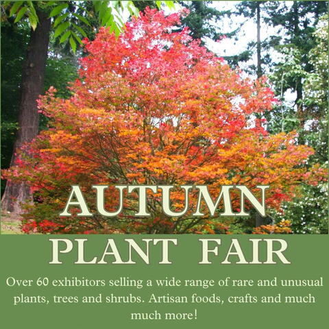 Hergest Croft Gardens Autumn Plant fair poster with large tree covered in red and orange leaves