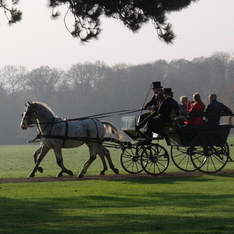 Horse & Carriage Rides