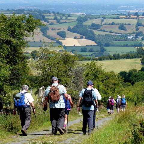 Ross Walking Festival