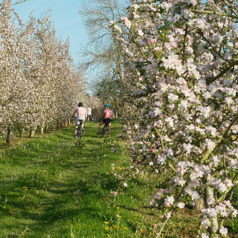 White Heron Estate Guided Blossom Tours