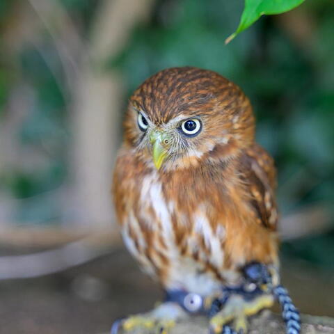 A small brown owl