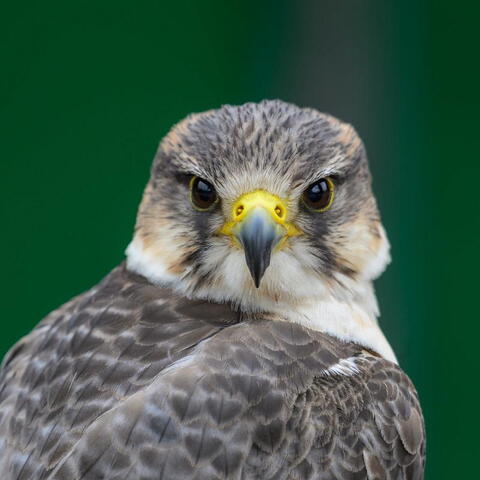 A close up of a grey bird of prey