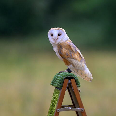 A white owl