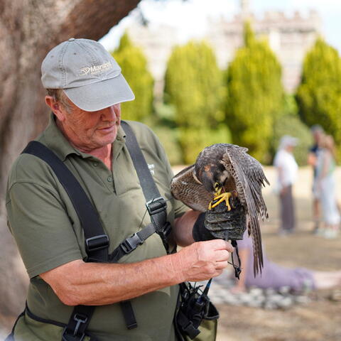 Falconry Sunday