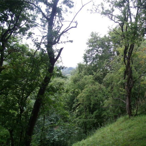 The Orchard in the Hillfort