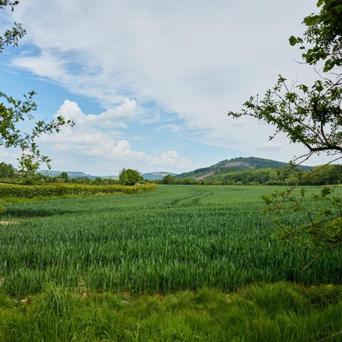 Plein Air Workshop: Painting through the lense of Sidney Nolan