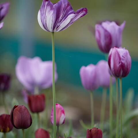 TULIP MASTERY WITH POLLY NICHOLSON OF BAYNTUN FLOWERS