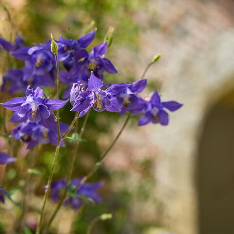 May half-term holiday Botanical Printing Art Workshop for ages 7–14