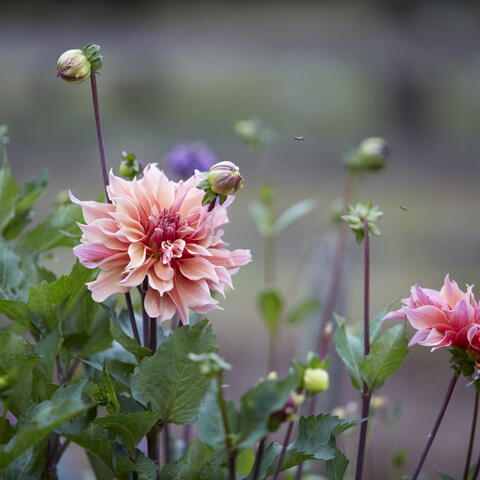 From Gourmet to Gardening