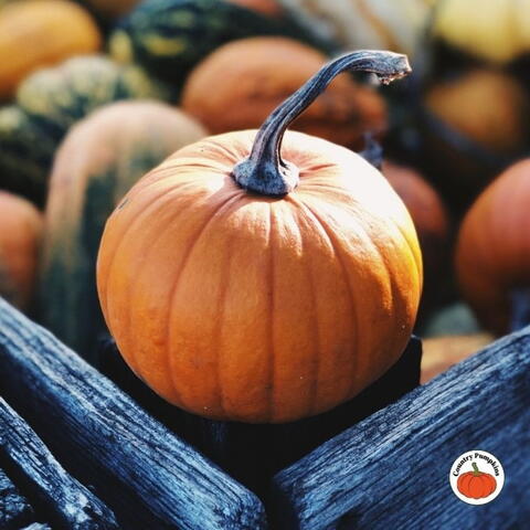 Pumpkin