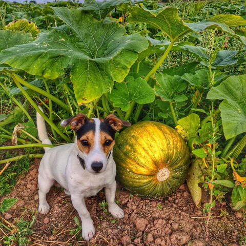 Dog and Pumpkin