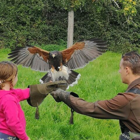 Wye Valley Falconry