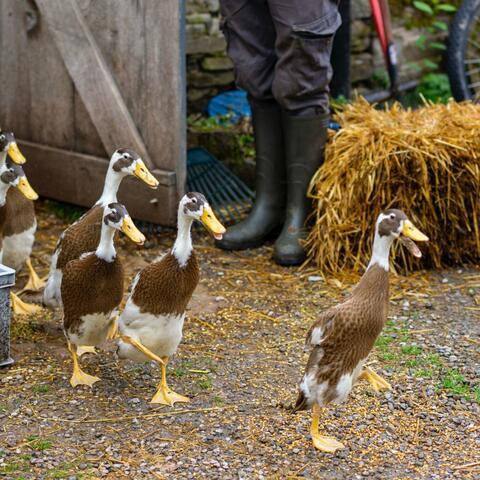 Drovers Rest Farm - Animal Encounters & Farm Visits