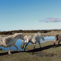 hergest ridge 