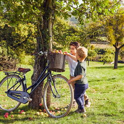 apples for autumn