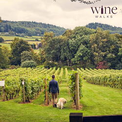 Walking through Coddington Vineyard