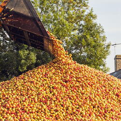 Apples being harvested for cider