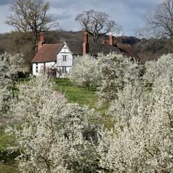 Brockhampton's orchards in bloom