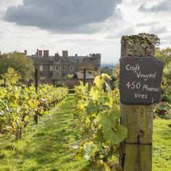 The vineyard at Croft