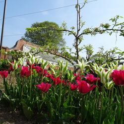 Tulips in the walled garden