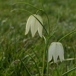 Snake's head fritillaries, Lugg Meadow (c) Sophie Cowling