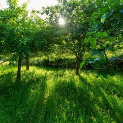 The orchard in summer.