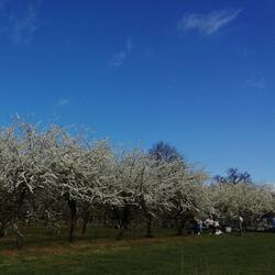 orchard picnic 2/4/2021