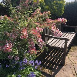 garden bench and agapanthus