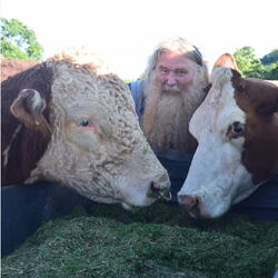 man with two Hereford cattle