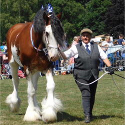 A heavy horse being led